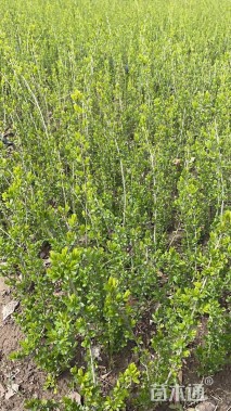 高度60厘米水蜡