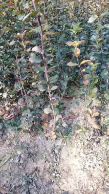 高度50厘米卫矛