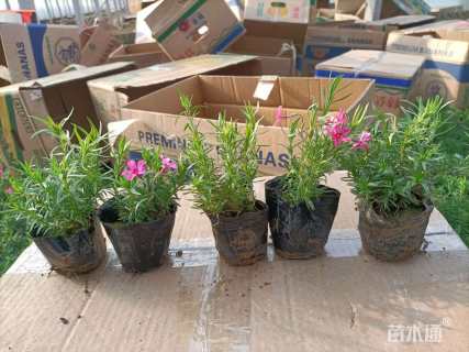 高度15厘米福禄考