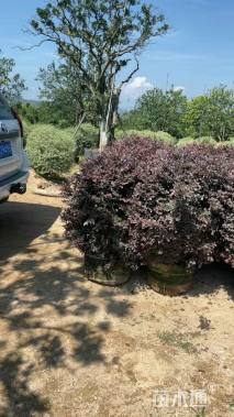 冠幅80厘米红花继木球