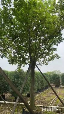 13公分朴树