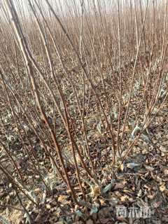 0.6公分紫叶矮樱