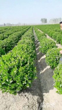 冠幅100厘米卫矛球