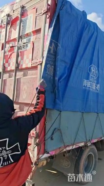 高度100厘米锦带