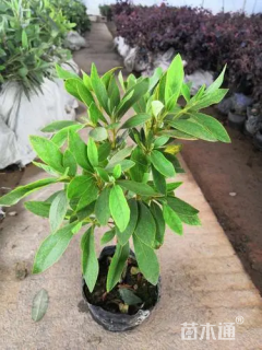 高度20厘米毛鹃小苗