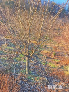 8公分染井吉野樱