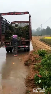 0.6公分木荷