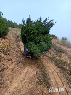 高度100厘米白皮松