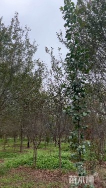 15公分北美海棠