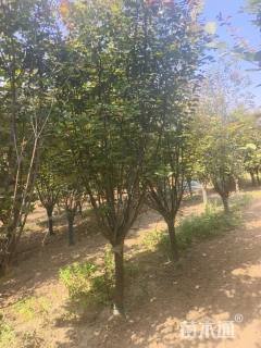 10公分山杏