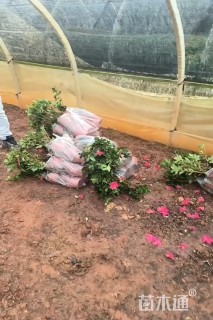 高度20厘米杜鹃