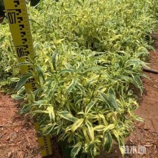 高度20厘米花叶佩兰