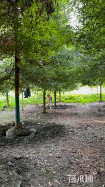 14公分金丝楠木