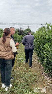 高度123厘米大叶黄杨柱