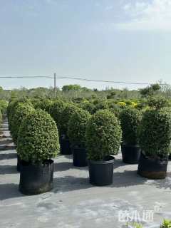 高度80厘米龟甲冬青
