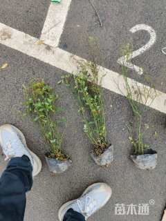 高度40厘米丰花月季