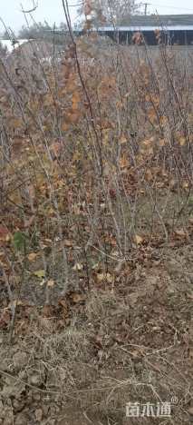 高度120厘米山楂小苗