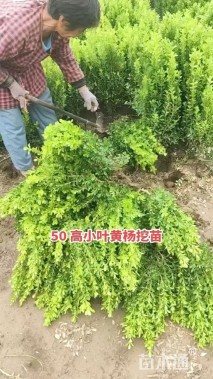 高度40厘米小叶黄杨