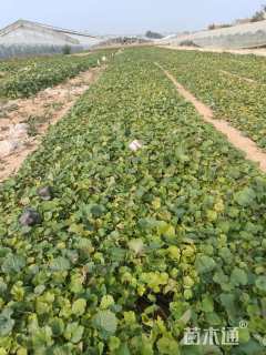 高度10厘米二月兰