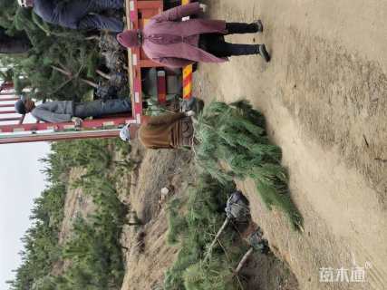 高度150厘米黑松