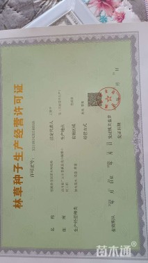 15公分桂花