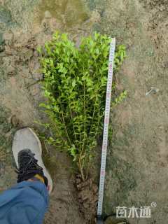 高度50厘米小叶女贞小苗