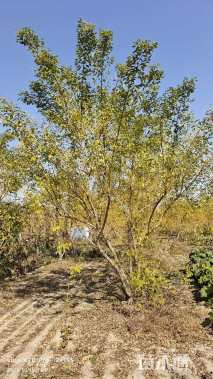 高度450厘米丛生金枝槐