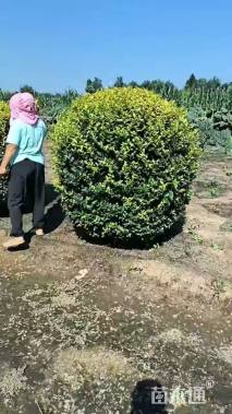 冠幅150厘米金叶女贞球