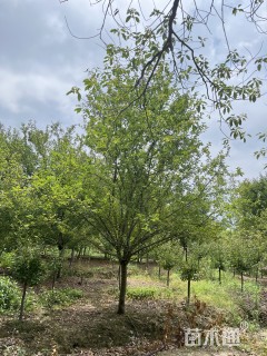 15公分绚丽海棠