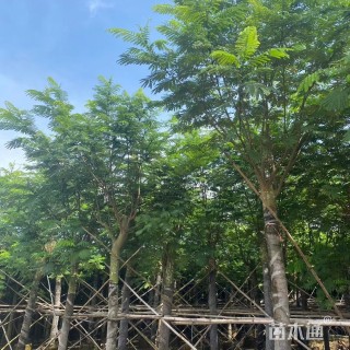 12公分南洋楹