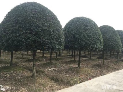 15公分桂花