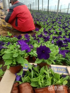 高度17厘米矮牵牛