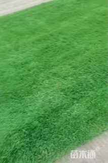 高羊茅