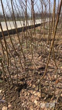 0.8公分红叶碧桃