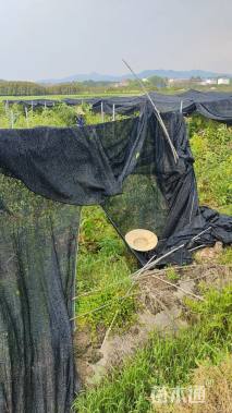 0.8公分金丝楠木