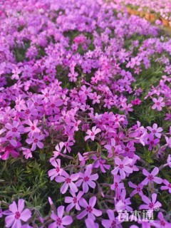 高度10厘米福禄考