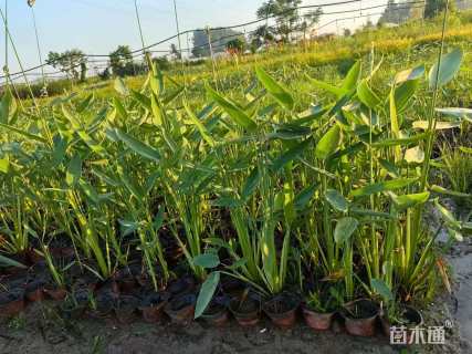 高度50厘米再力花