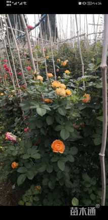 高度100厘米月季