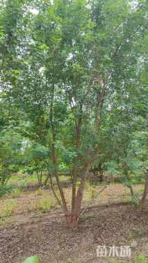 高度300厘米丛生五角枫