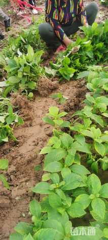 高度25厘米八仙花