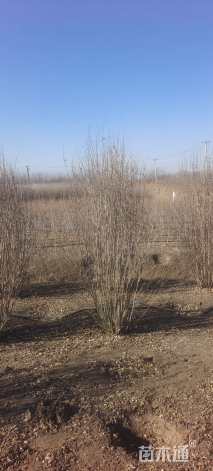 高度190厘米丛生木槿