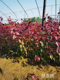 高度30厘米密枝红叶李