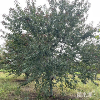 12公分红叶碧桃