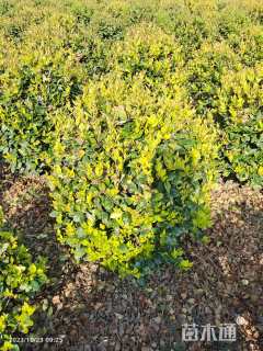 冠幅60厘米金森女贞球