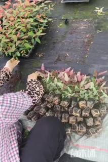 高度30厘米桉树小苗