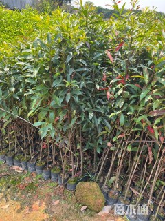 50公分山杜英