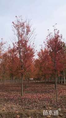 15公分美国红枫-秋火焰