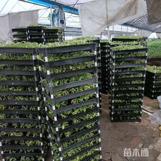 高度5厘米花叶良姜