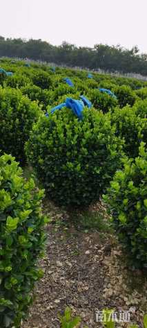 高度120厘米卫矛球