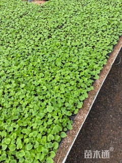 高度10厘米瓜叶菊